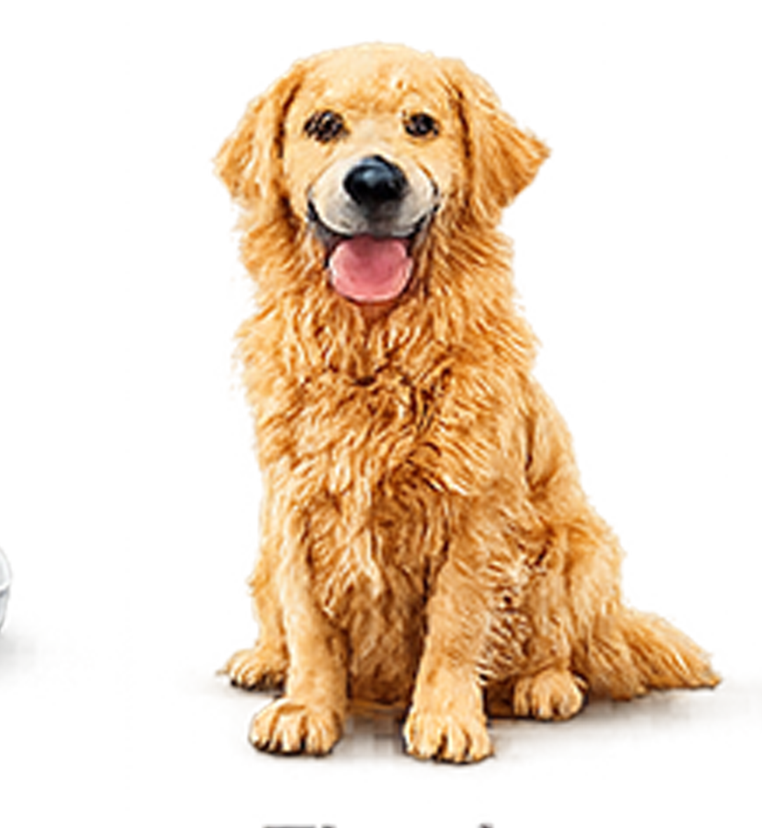Mascota